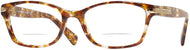 Amber Tortoise #1