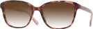 Square Havana Kate Spade Acerra w/ Gradient Progressive Reading Sunglasses View #1